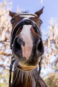 close up of horse, pegasus realty, ocala, florida