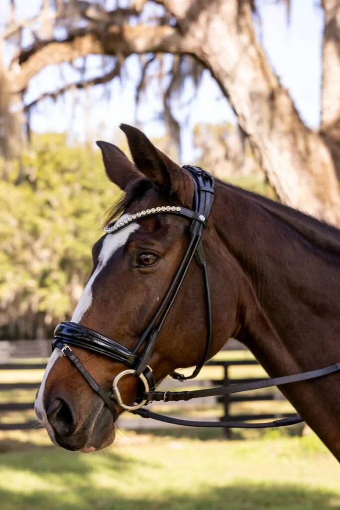 Horse Photographed for Pegasus Realty | People + Lifestyle | Maven Photo and Film | Ocala, Florida