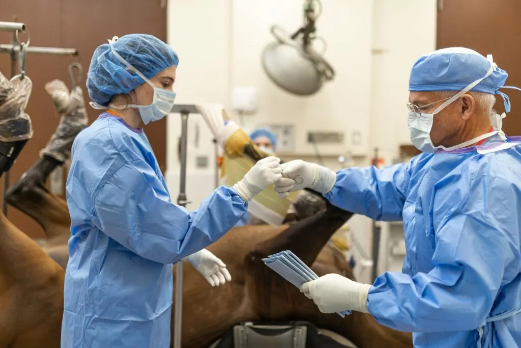 Equine surgeons photographed preparing for surgery.