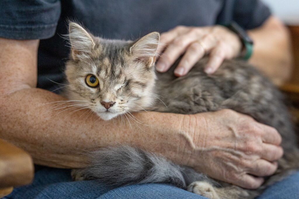 Cat photographed for a VOCAL event.