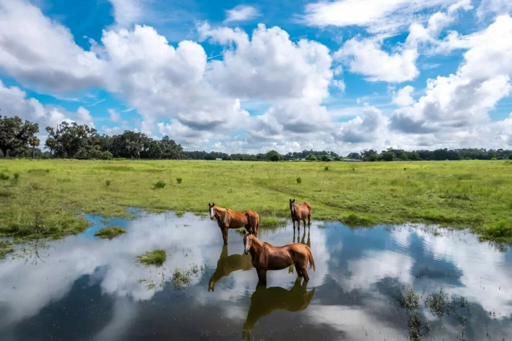 Horses out in field drinking water | People + Lifestyle | Maven Photo and Film | Ocala, Florida